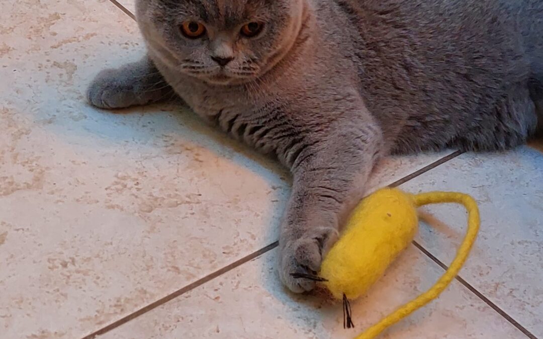 Overmatig haarverlies bij katten: wanneer is het normaal en wanneer niet?